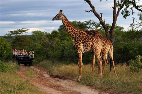 Travel Review Private Luxury South Africa And Botswana Safari Vacation