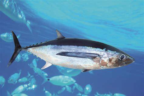 10 COOL THINGS ABOUT THE BLUEFIN TUNA | AnimalTalk