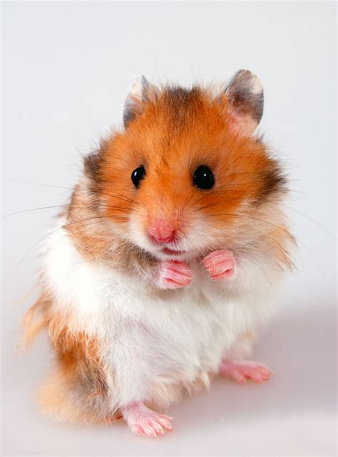 Taking Care Of Pet Hamsters Wont Be Difficult Anymore See How Pet