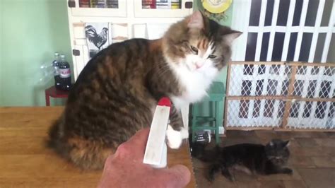 Training Cat With Spray Bottle Youtube