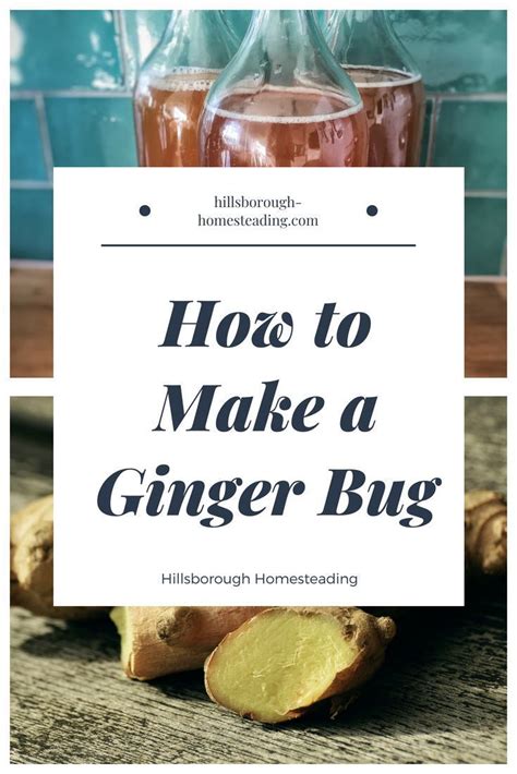 How To Make A Ginger Bug For Naturally Fermented Soda Recipe Easy