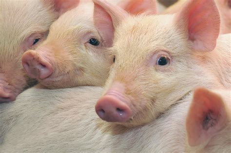 Cómo Mejorar El Bienestar Animal Del Ganado Porcino En Verano News