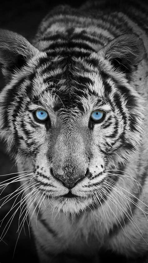 White Bengal Tiger Wallpapers And Backgrounds 4k Hd Dual Screen