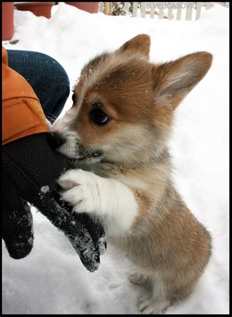 Cute Puppy Pictures 30 Pics Amazing Creatures