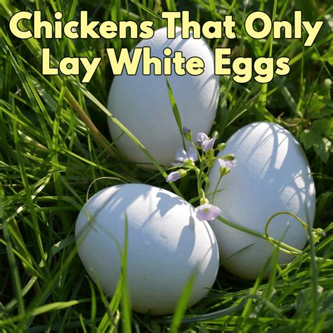 Chicken Breeds That Lay White Eggs