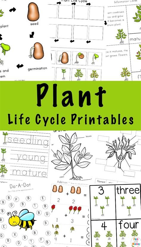 Plant Life Cycle Stages For Kids