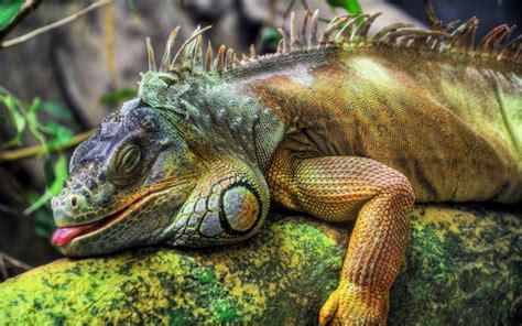 Animals Reptiles Iguana Wallpapers Hd Desktop And