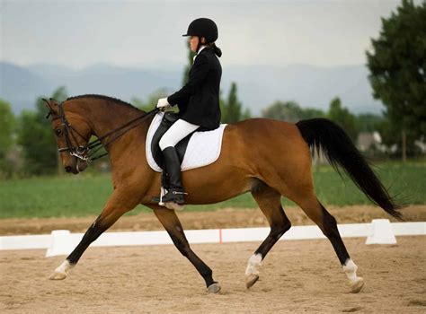 Study: Suspensory Injuries Could be Linked to Excessive Extended Trot ...