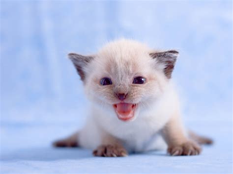 White Kitten Wallpapers And Images Wallpapers Pictures Photos