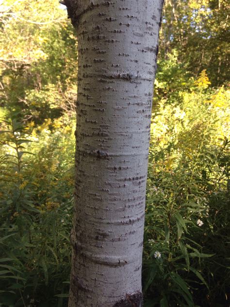 Trembling Aspen White Poplar Trees Of Manitoba · Inaturalist