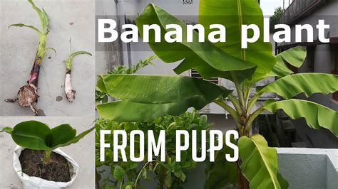 Propagate Banana Plant From Pups Grow Banana Plant At Terrace Garden