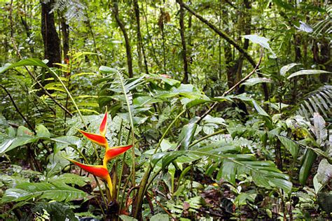 Amazon Rainforest Flowers Stock Photos Pictures And Royalty Free Images