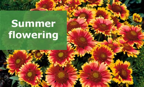 More detailed information on each variety can be found on the product pages. Perennial Plug Plants | Buy Perennial Plugs Online in the UK
