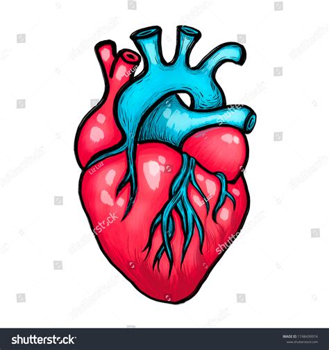 Descubrir Más De 79 Humano Corazon Dibujo Mejor Vn