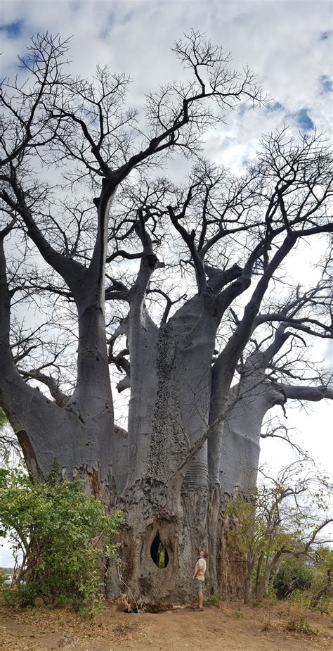 Interesting Discovery Of Giant Baobab Trees Live For Years With