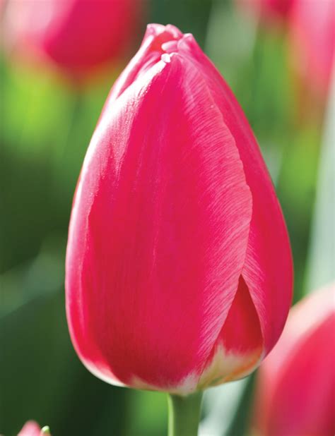 Tulip Rosy Delight Tesselaar