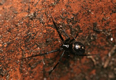 Toy shop money is a game for helping children understand uk money. 9 common spiders found in and around Ireland's homes - but are they really all harmless? - Irish ...