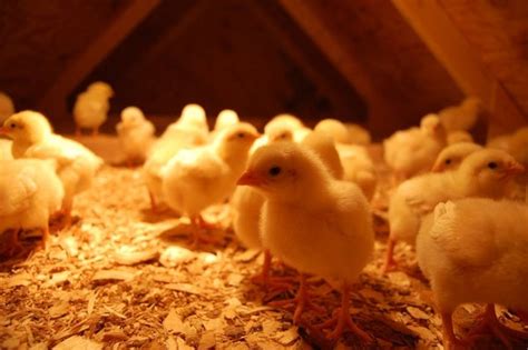 Apalagi kalau gambar mewarnai nya sudah siap. cara agar telur ayam menenetas semuanya - Elinotes review