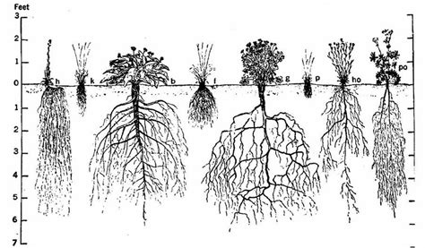 Root Structures Fibrous Roots Tap Roots Storage Roots Flowers