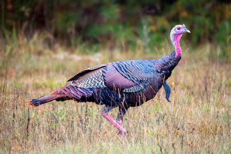 Word From The Smokies Conservation Success Story Of The Wild Turkey