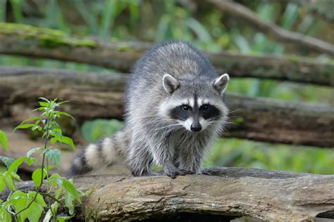 Raccoon Hunting Where You Can Do It And Tactics Most Commonly Use