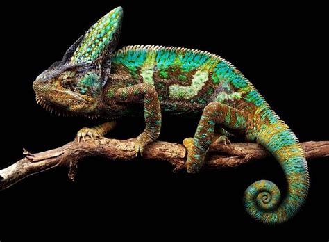 Why Do Chameleons Change Their Colors Interesting Facts About