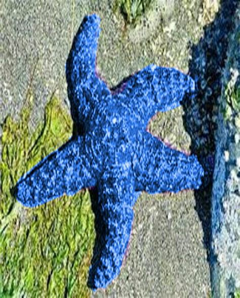 Blue Ochre Starfish Beautiful Sea Creatures Ocean Creatures Ocean