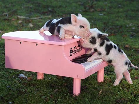 Mini Pig Pictures Pinup Piggy Paradise Teacup Pigs Cute Animals