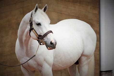 The Most Expensive Horses In The World In 2019 3 Hayzed Magazine