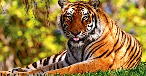Nature Animals Hd Amazing Wallpapers