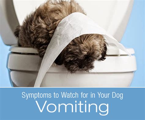 Dawg Business Its Your Dogs Health Symptoms To Watch For In Your