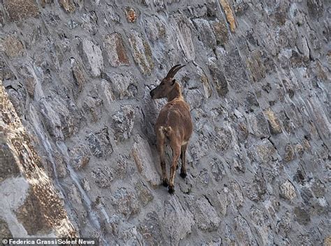 Goats Appear To Defy Gravity As They Scale 160ft Wall To Lick Minerals