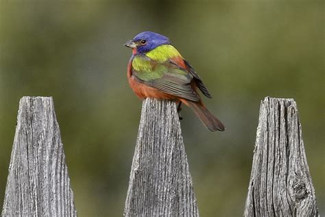Painted Bunting Delights Vermont Bird Watchers Vermont Center For
