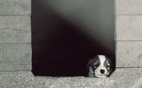 Grayscale Photo Of Puppy Looking Through Window Dog Animals Hd
