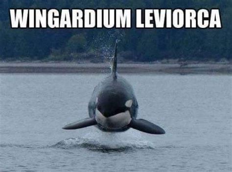 16 whale memes that will make you laugh all day harry potter memes clean harry potter fandom