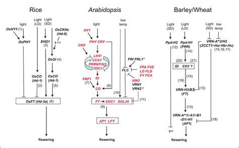Major Flowering Pathway Genes Of Arabidopsis Rice And Barleywheat