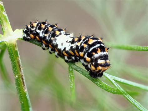 Old World Swallowtail And Oregon Swallowtail Butterfly Description