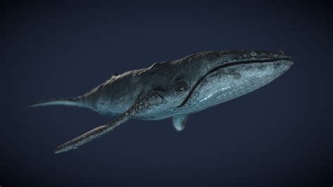 whale download free 3d model by nataliedesign [ec0a606] sketchfab