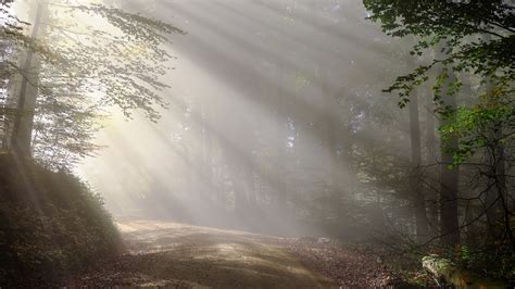 Photo Rays Of Light Fog Nature Roads Forest Morning Trees 2560x1440