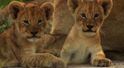 Lion Cubs Wallpapers Wallpaper Cave