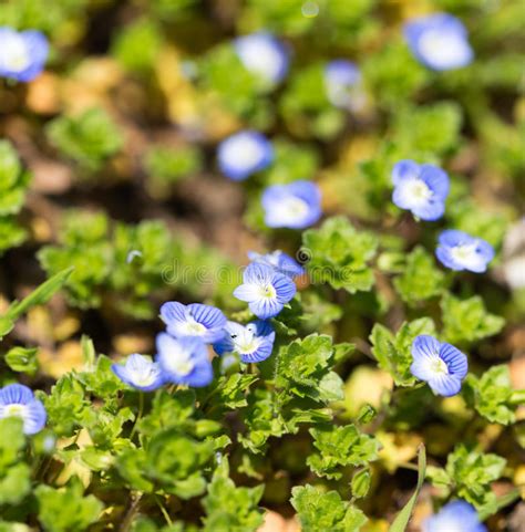 Little Blue Flowers In The Nature Stock Photo Image Of Season Macro