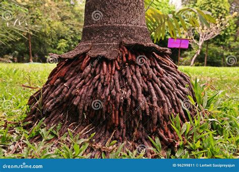Fibrous Root Systems Of Palm Tree Stock Image Image Of System Nature