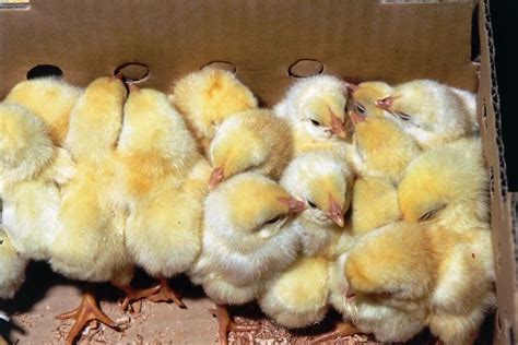 Poultry Production How To Source Day Old Chicks African Farming