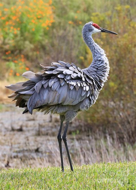 Sandhill Cranes Ruffled Feathers Photograph By Carol Groenen Fine