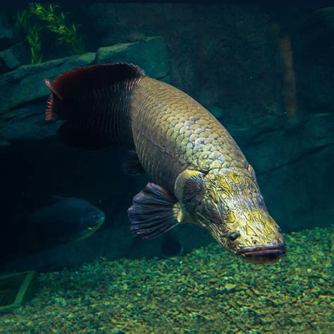 Arapaima The Living Planet Aquarium