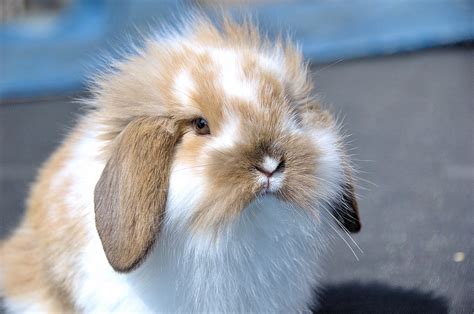 Flemish Lop Rabbit Very · Free Photo On Pixabay