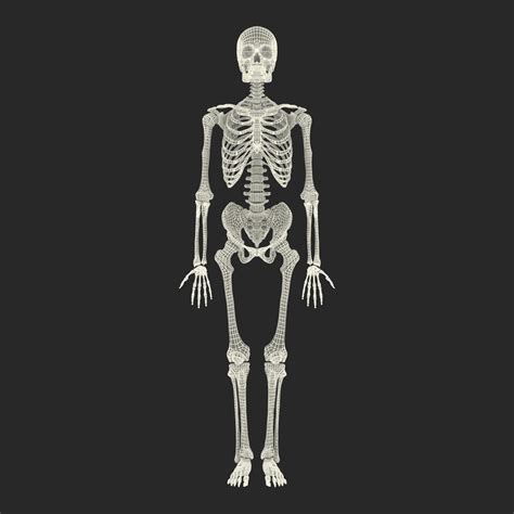 3d Model Human Male Skeleton Rigged