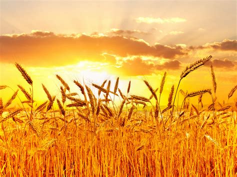 Fields Sunrises And Sunsets Sky Ear Botany Nature Wheat Grass Bokeh