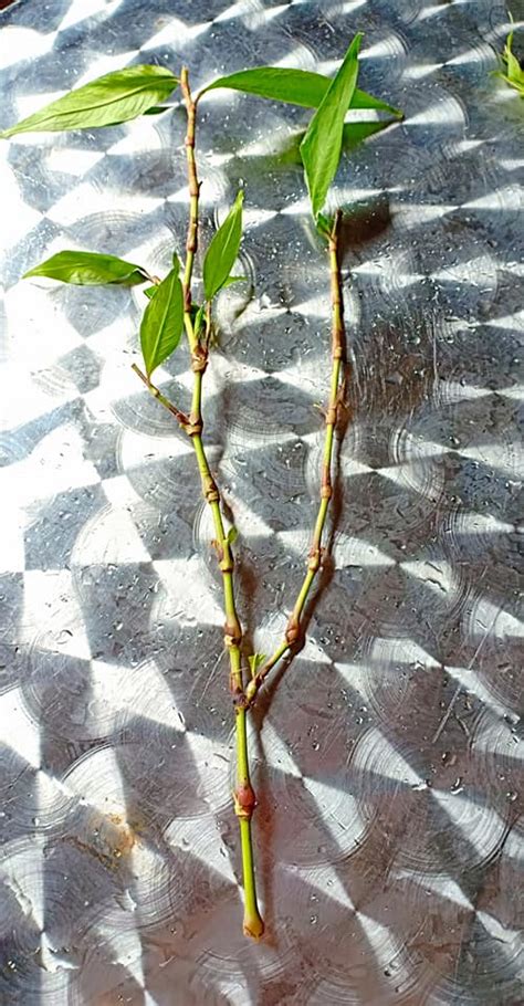 Cara tanam pokok kesum dalam pasu tips elak kesum mati. Food, Lifestyle, Education, Parenting, DIY | CaraResepi
