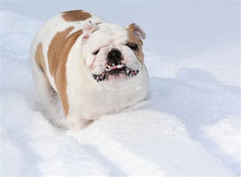 Dog Playing In Snow Stock Image Image Of Breed Eyes 36563401